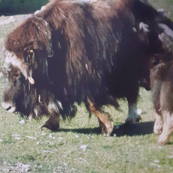 The Evolution of the Calgary Zoo (2007) 1st Edition by Tyler Trafford - Picture 9 of 9